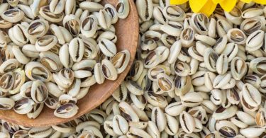 Cowrie Shells  Small  Sliced Natural Shell  with slit