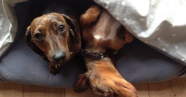 Custom Handmade Dog Snuggle Sofa Sack