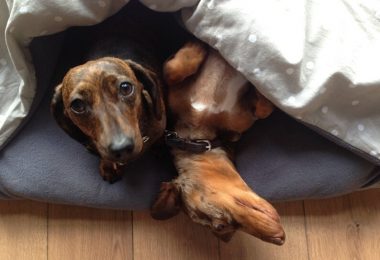 Custom Handmade Dog Snuggle Sofa Sack