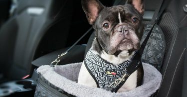 Luxury Dog Car Seat  Pet Booster Seat  Dog Travel Car Seat