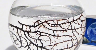 Self Sustaining Ecosphere