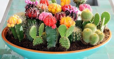 Cactus Seeds Cactaceae Mix 50seeds mixed Seeds
