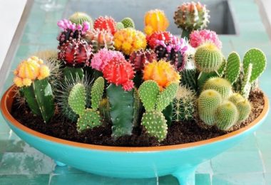 Cactus Seeds Cactaceae Mix 50seeds mixed Seeds