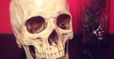 Human skull replica realistic 1:1 scale sculpture lifesize