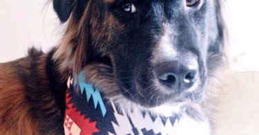 Native DOG Canvas Bandana FREE SHIPPING Personalization