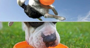 ThrowBowl – Frisbee Convertible Bowl