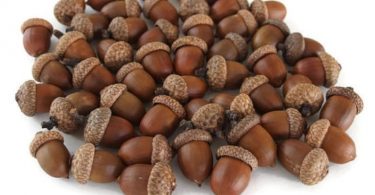 LARGE Acorns Extra Large Acorns Natural Acorns Real Acorns