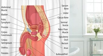 Male Reproductive System Shower Curtain