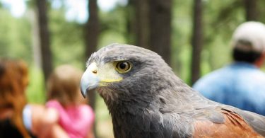 Psychic reading Meet your animal totem/power animal Via PDF