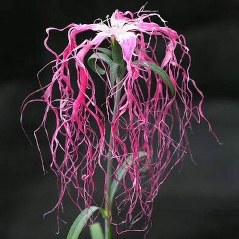 Dianthus Spooky Mix Flower Seeds Dianthus Superbus 100Seeds