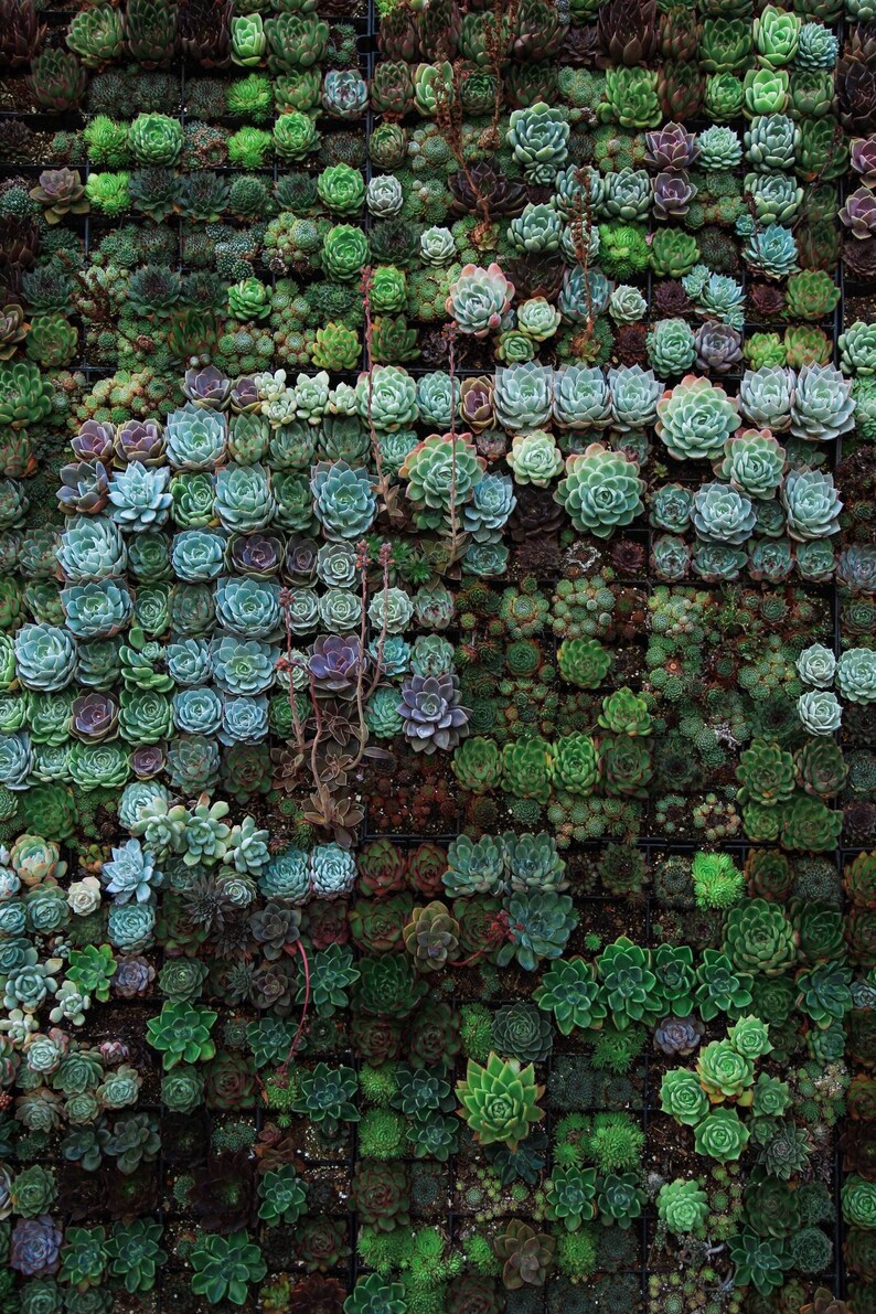 Echeveria assorted succulent mix  100 seeds