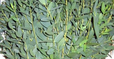 Fresh Parvifolia Eucalyptus Bunches  Bulk Greenery  Free