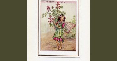 Fumitory Flower Fairy Vintage Print 1950’s Cicely Mary