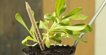 Sprout Plantable Graphite Pencils