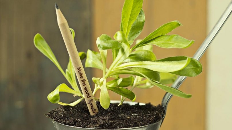 Sprout Plantable Graphite Pencils