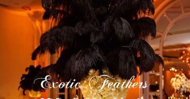 Black Ostrich Feathers 15 to 18 Inches Long. USA Seller