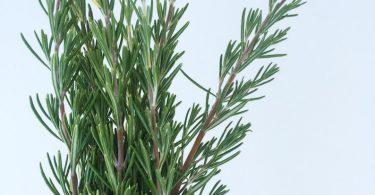 Bundle of Rosemary Sprigs  Freshly Cut