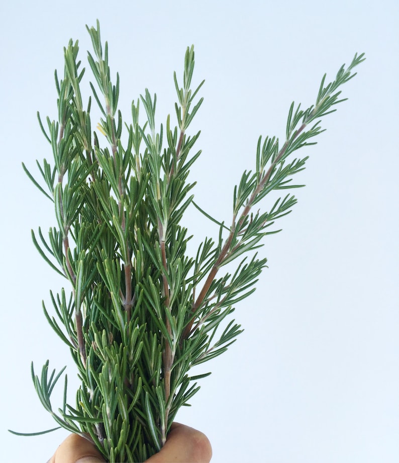 Bundle of Rosemary Sprigs  Freshly Cut