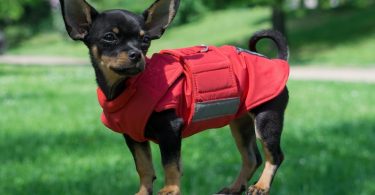 Chihuahua Dog Coat  Winter Dog Jacket  Custom made Dog Coat