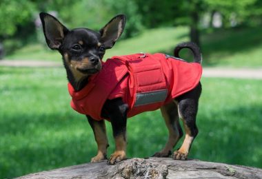 Chihuahua Dog Coat  Winter Dog Jacket  Custom made Dog Coat