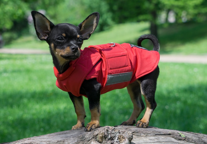 Chihuahua Dog Coat  Winter Dog Jacket  Custom made Dog Coat
