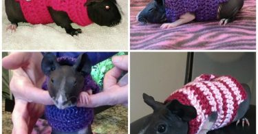 Guinea Pig Clothes Guinea Pig Sweater Skinny Pig Sweater