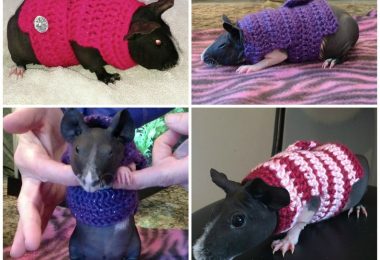 Guinea Pig Clothes Guinea Pig Sweater Skinny Pig Sweater