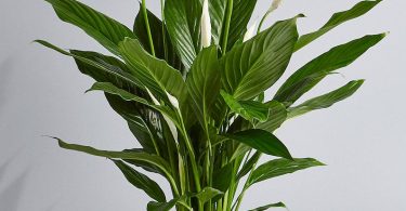 Peace Lily Air Purifying Plant  Easy Care Low Light