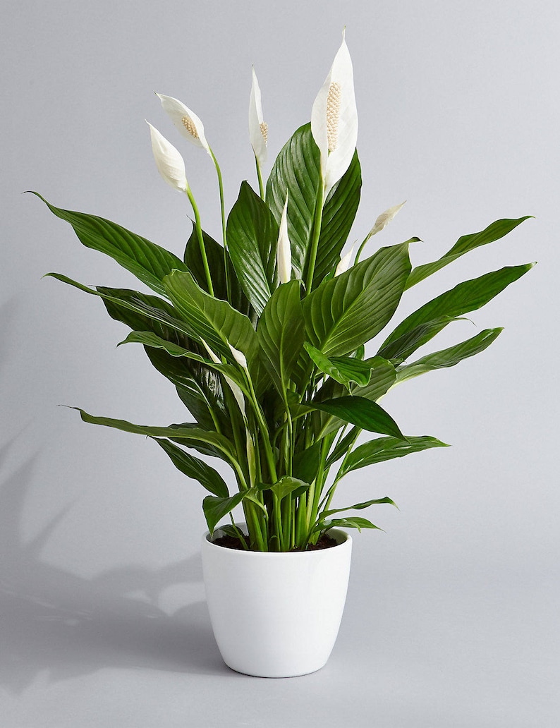 Peace Lily Air Purifying Plant  Easy Care Low Light