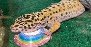 Stroodies Calcium Dish for Leopard Geckos