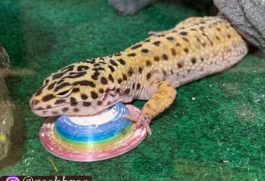Stroodies Calcium Dish for Leopard Geckos