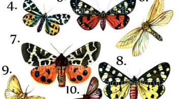 Vintage Butterfly Clip Art Printable Instant Download 12