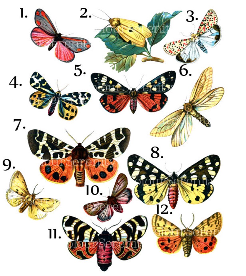 Vintage Butterfly Clip Art Printable Instant Download 12