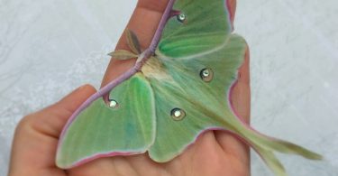 Luna Moth hair clip with Swarovski crystals