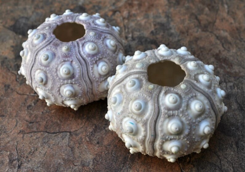 Large Sputnik/Thai Sea Urchins 2 pcs.  2