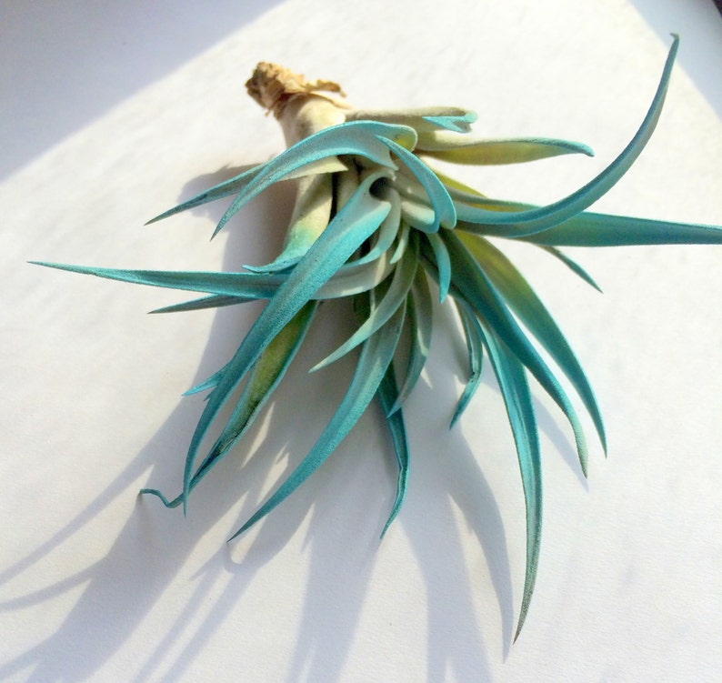 Turquoise Air Plant  Airplant Tillandsia wholesale Bulk