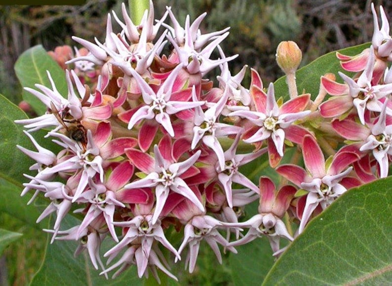 Asclepias speciosa Showy Milkweed 25 seeds butterfly