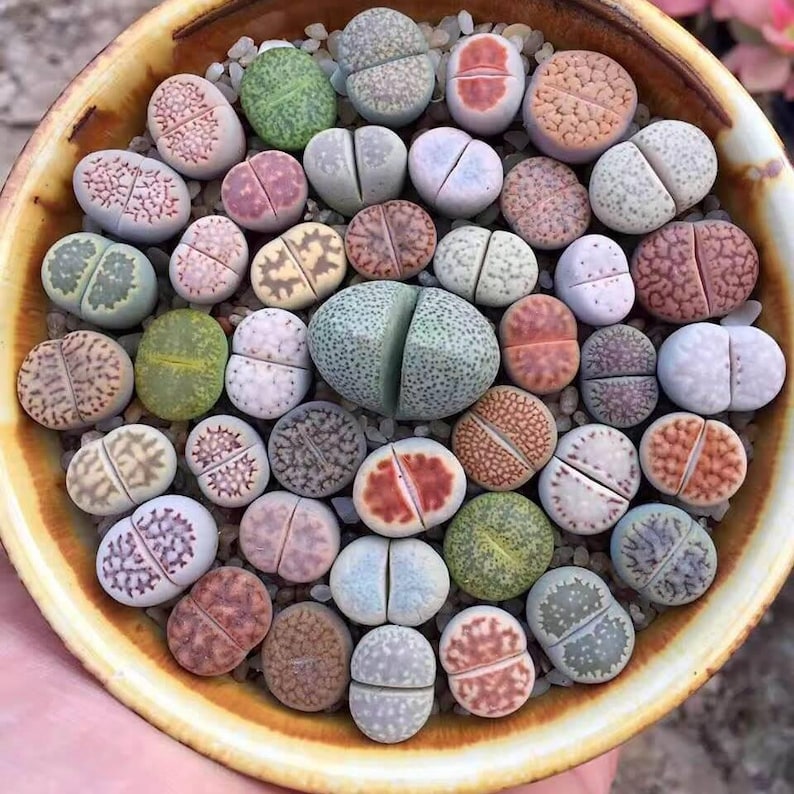 Lithops mix 50 seeds Living stones succulent