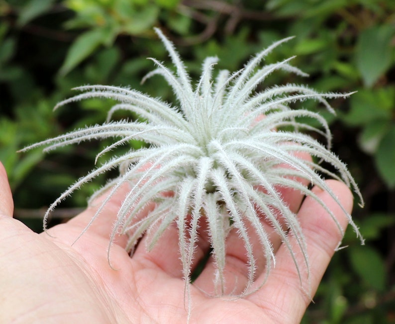 Spectacular Tectorum Air Plant  Special Pricing  Air Plant