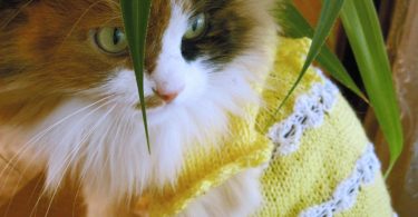 Knitted cat Clothing Pet Gift Pet Dresses cat sweater wedding