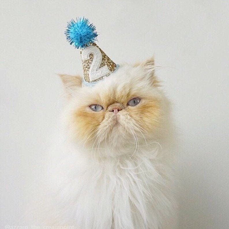 Pet Party Hat  Mini Cat Birthday Party Hat  Mini Cat Party