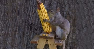 Picnic Table Squirrel Feeder
