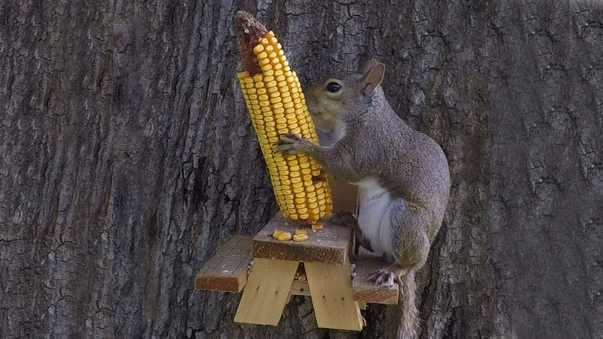 Picnic Table Squirrel Feeder