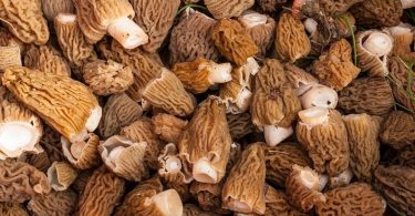 Morel Spore Grow Kit 30g Spores for Mushroom Spawn Patch 30