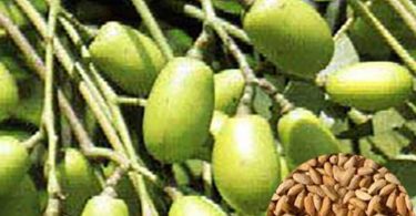Neem Seeds Azadirachta Indica Nimtree Neem Nim Herb Fresh Rare